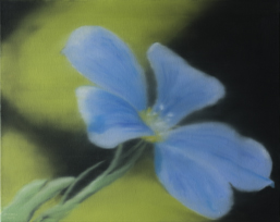 <h4>Blaue Blüte • 50 cm x 40 cm •2019</h4>